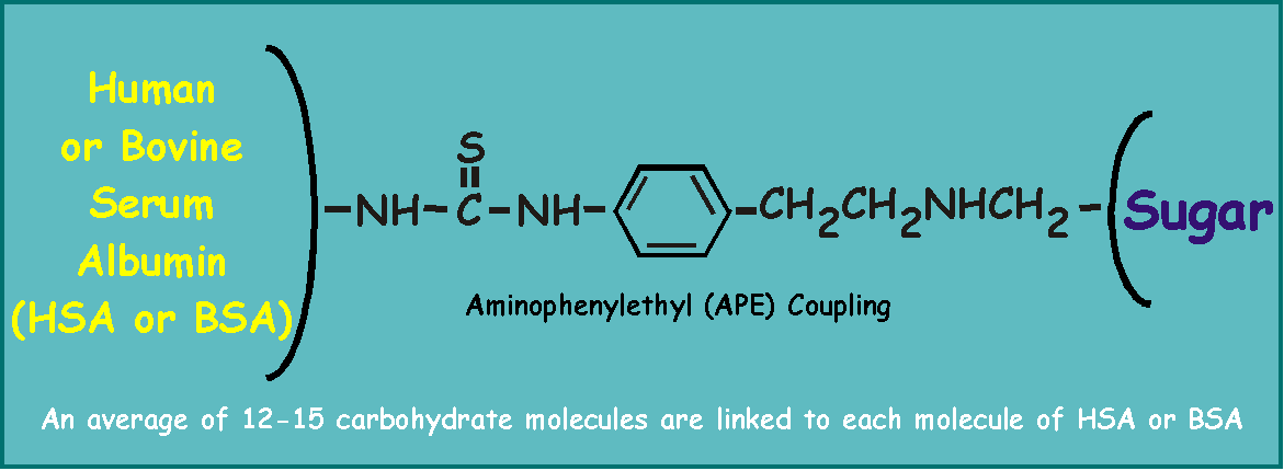 Human or Bovine Serum Albumin Carbohydrate Conjugates