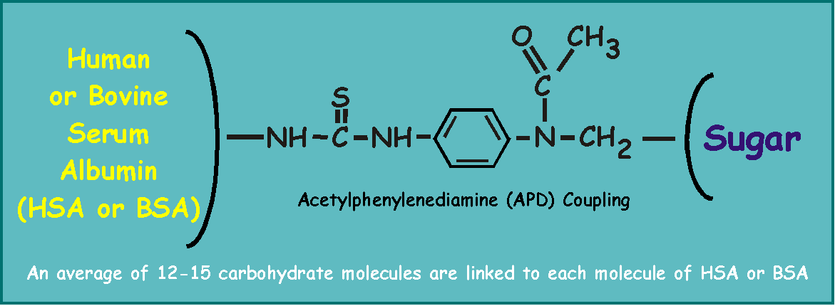 Human or Bovine Serum Albumin Carbohydrate Conjugates