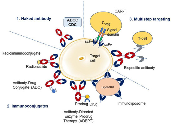 Overview of monoclonal antibody therapies. There are three main categories. The first category utilizes naked antibody and kills the target cell by antibody-dependent cell-mediated cytotoxicity (ADCC) and complement-dependent cytotoxicity (CDC). The second category comprises immunoconjugates where an antibody is linked to a radionuclide (radioimmunoconjugate), drug (antibody-drug conjugate), enzyme (antibody-directed enzyme prodrug therapy, ADEPT), or liposome (immunoliposome). The third category utilizes a multistep targeting approach where the antibodies are engineered to be specific either to the chimeric T-cell signaling domain/receptor (CAR-T) or T-cell marker (bispecific antibodies), along with specificity towards target cell for enhanced effector function (adapted from Carter 2001 [18], and Lu et al. 2020 [19]).