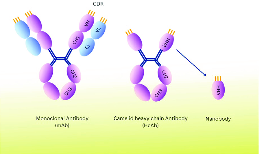 Schematic representation of monoclonal antibodies (mAb) and nanobodies generated from camelid heavy chain antibodies (HCAbs). Nanobodies (or VHH antibodies) are the antigen-binding fragments of heavy chain-only antibodies. They have a lower molecular weight than mAb, lacking the light chain and the heavy chain's CH1 domain. Compared to the VH-VL domains in mAbs, the CDR3 loop of the VHH/Nanobody is significantly longer, giving antigen affinity and access to concealed epitopes. mAb Monoclonal Antibody, CH Heavy Chain Constant Region, CL Light Chain Constant Region, VH Variable Regions of the Heavy, VL Variable Regions of the Light, CDR ComplementarityDetermining Regions, VHH Heavy-Chain Variable Domain, HcAb Heavy-chain Antibody.