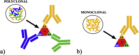 Schematic representation of a) polyclonal and b) monoclonal antibodies. A: antigen; EP: epitope.