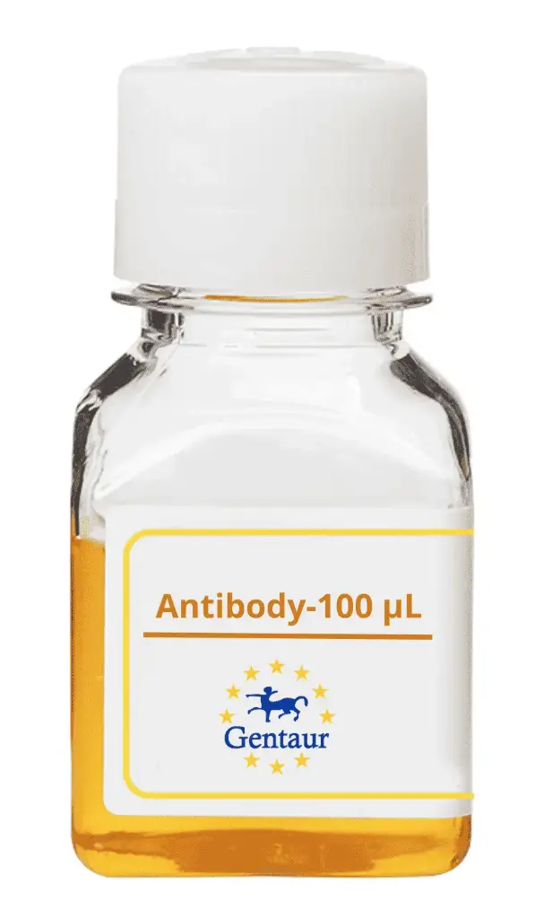 CREB3 Antibody