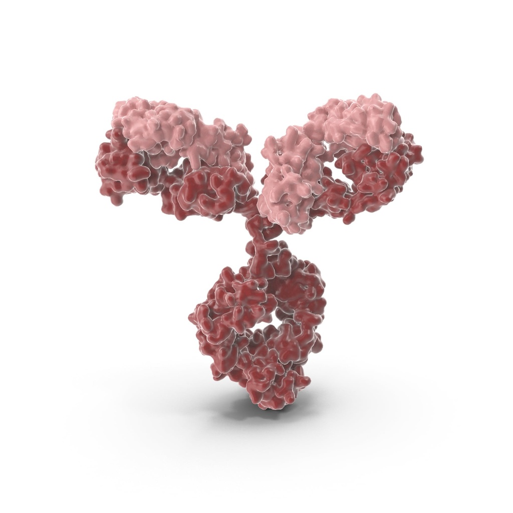 A2ML1 Antibody  Biotin conjugated   