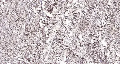 EP400 rabbit pAb - 50 μL