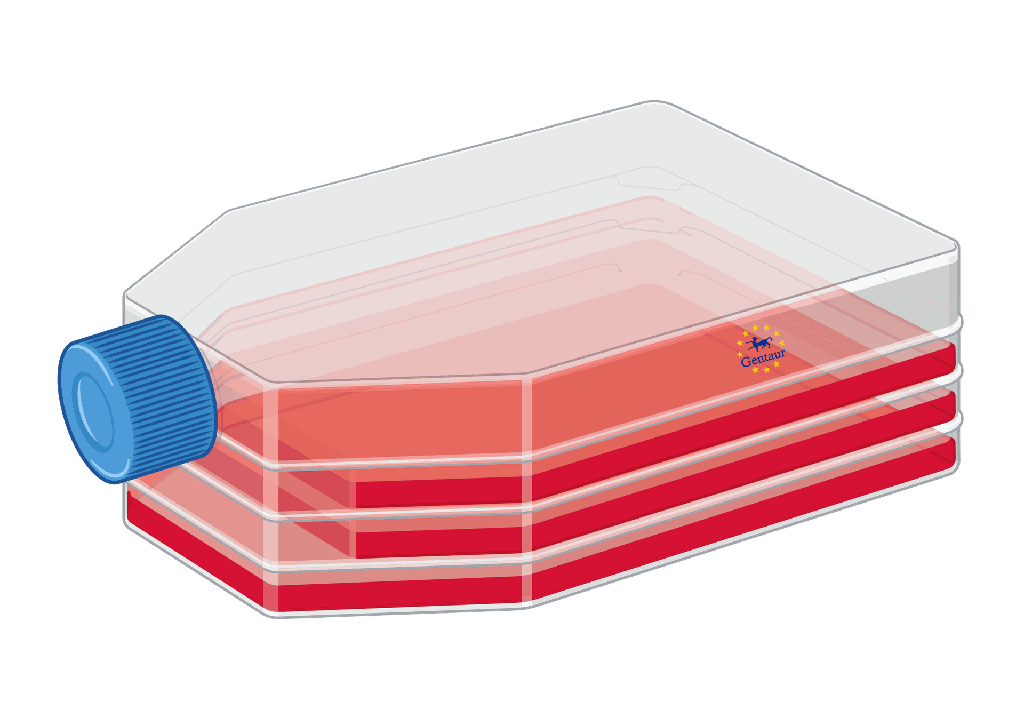 hTLR2-TLR6 Cells