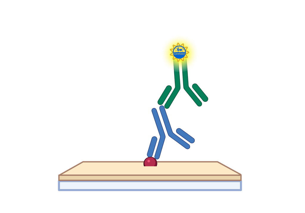 12-HETE ELISA, universal