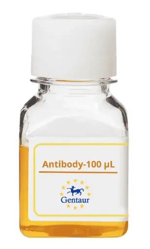 [PA005949GA01HU-100 µL] CREB3L1 Antibody