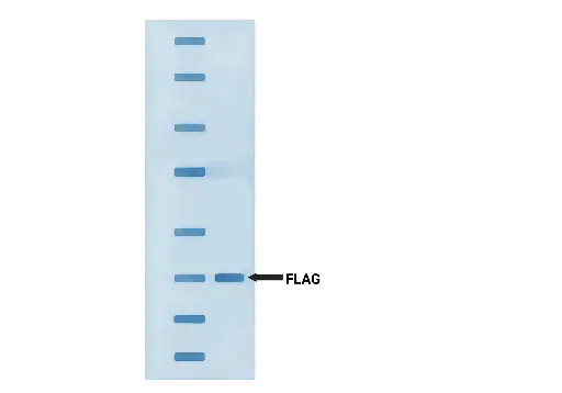 [GEN - ANTP221-500ul] FLAG-HRP Antibody